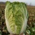 河南新野黄心白菜基地直采菜色绿心黄净菜耐运输一手货源