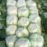河南新野黄心白菜基地直采菜色绿心黄净菜耐运输一手货源