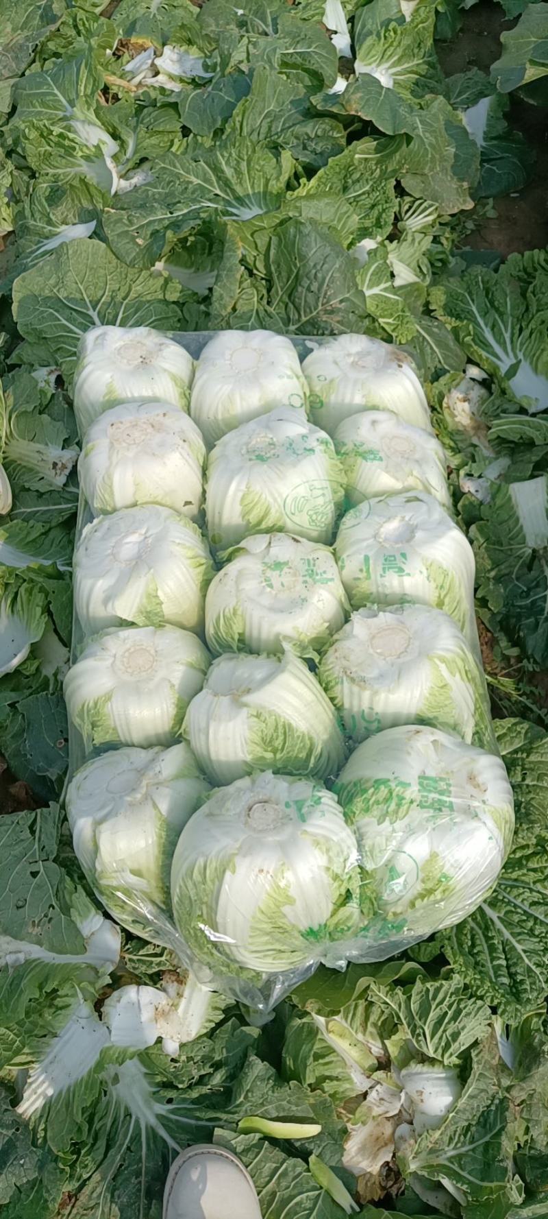 河南新野黄心白菜基地直采菜色绿心黄净菜耐运输一手货源