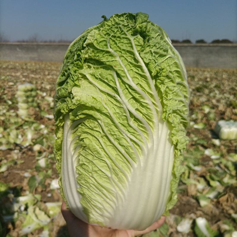 河南新野黄心白菜基地直采菜色绿心黄净菜耐运输一手货源
