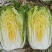 河南新野黄心白菜基地直采菜色绿心黄净菜耐运输一手货源