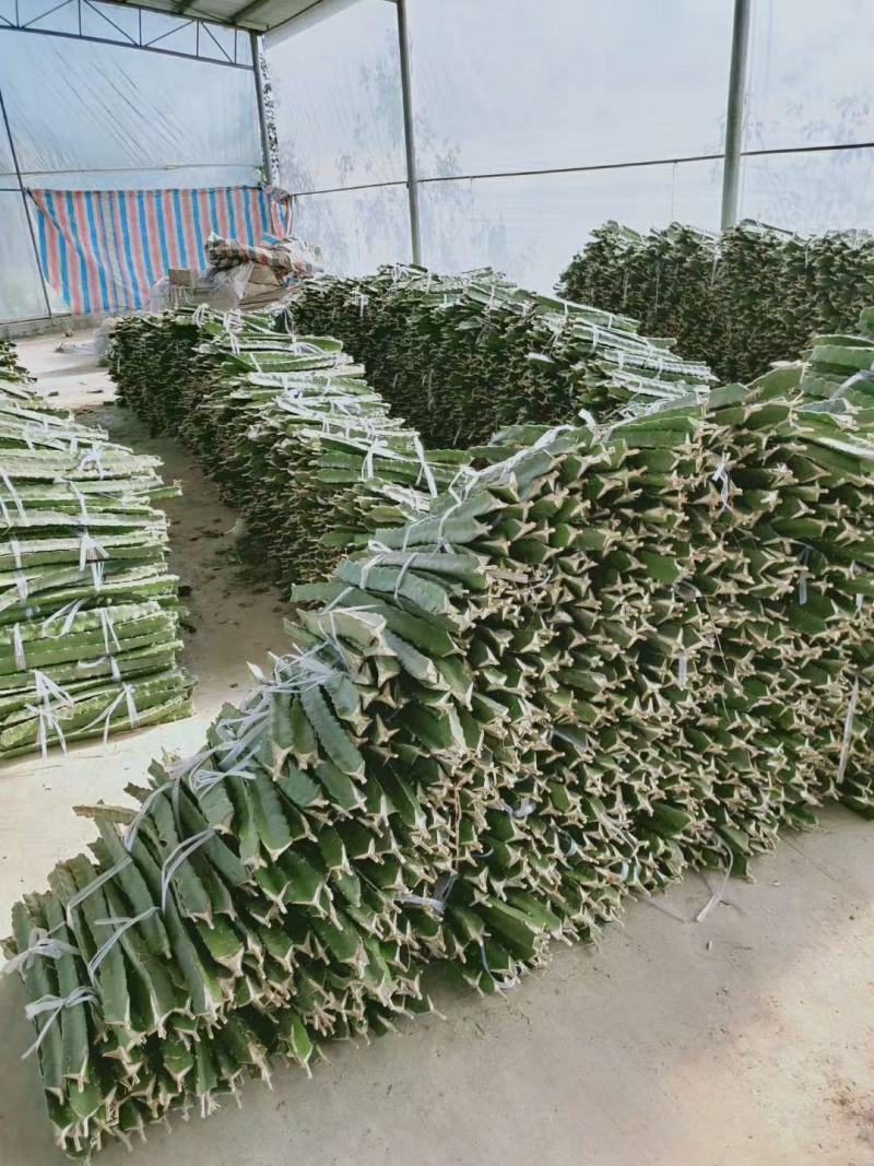 红心火龙果苗台湾优质品种软枝大红，大红种苗金都红宝龙