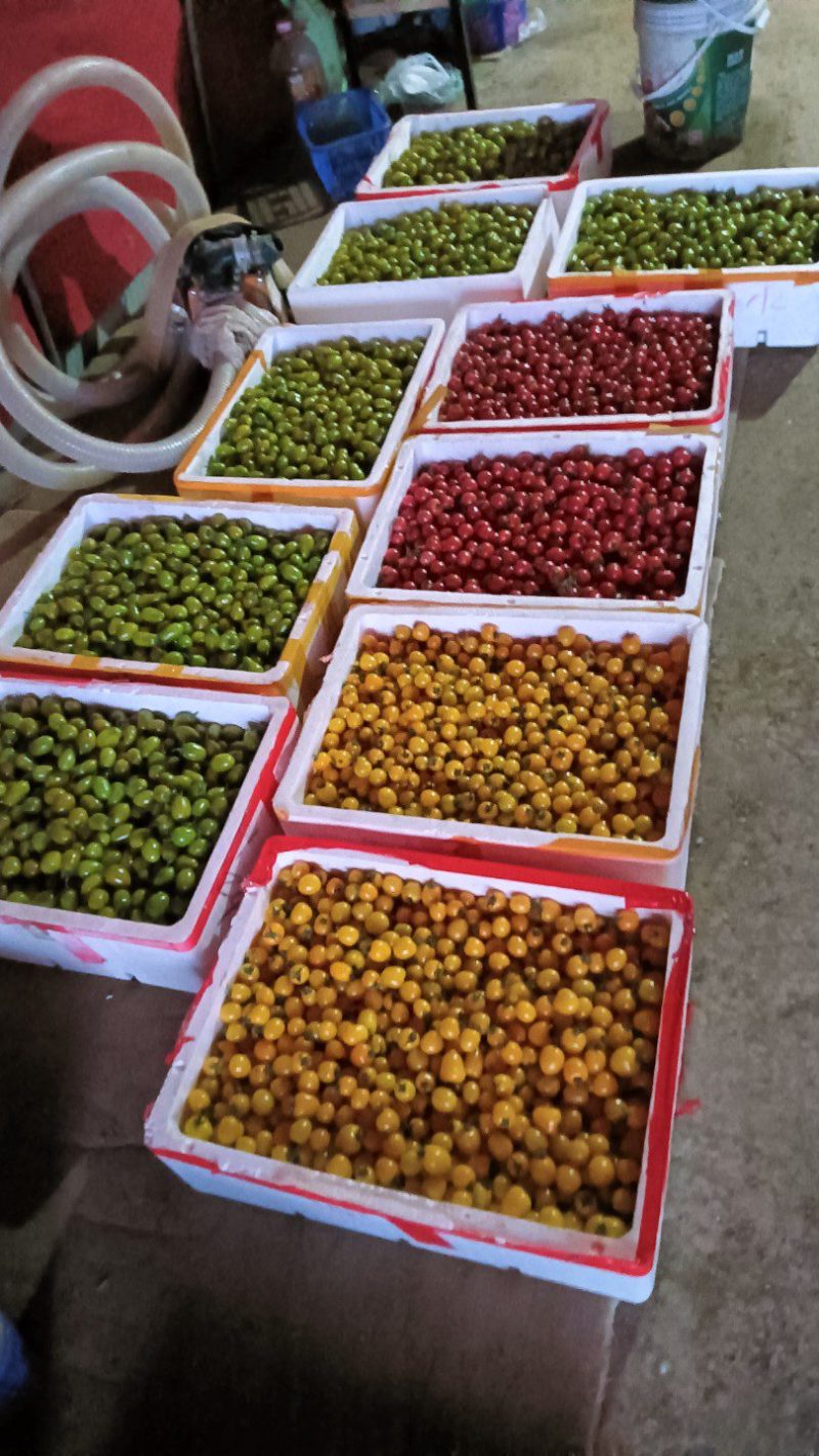 五彩小番茄