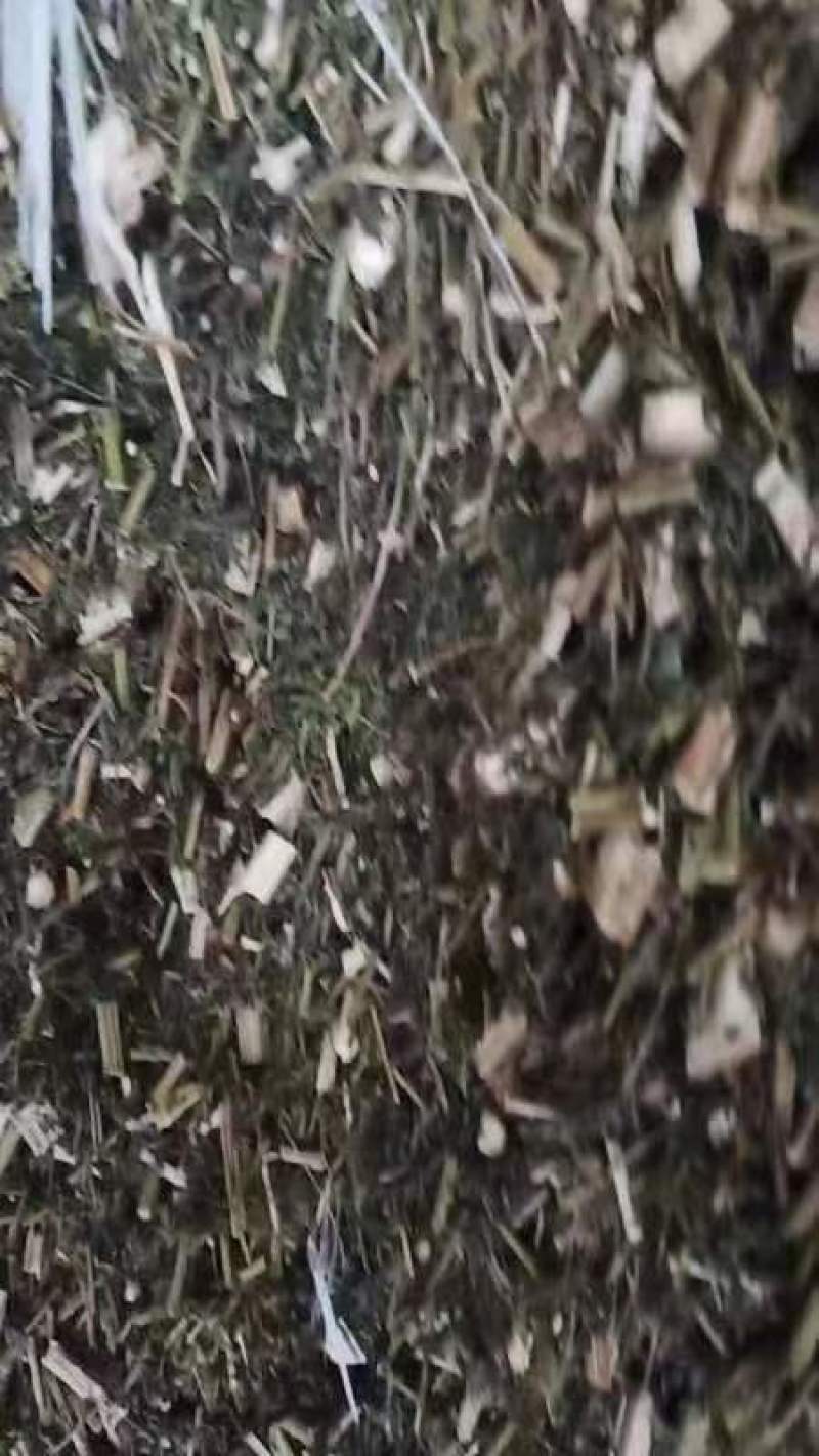青蒿