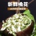 2023年新鲜洋槐花现摘现发野生杨槐纯花骨朵花苞槐米蔬菜
