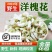 2023年新鲜洋槐花现摘现发野生杨槐纯花骨朵花苞槐米蔬菜