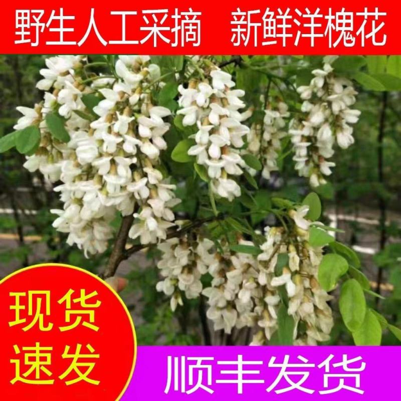 2023年新鲜洋槐花现摘现发野生杨槐纯花骨朵花苞槐米蔬菜