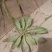 车前草车前子草药大全子类大全