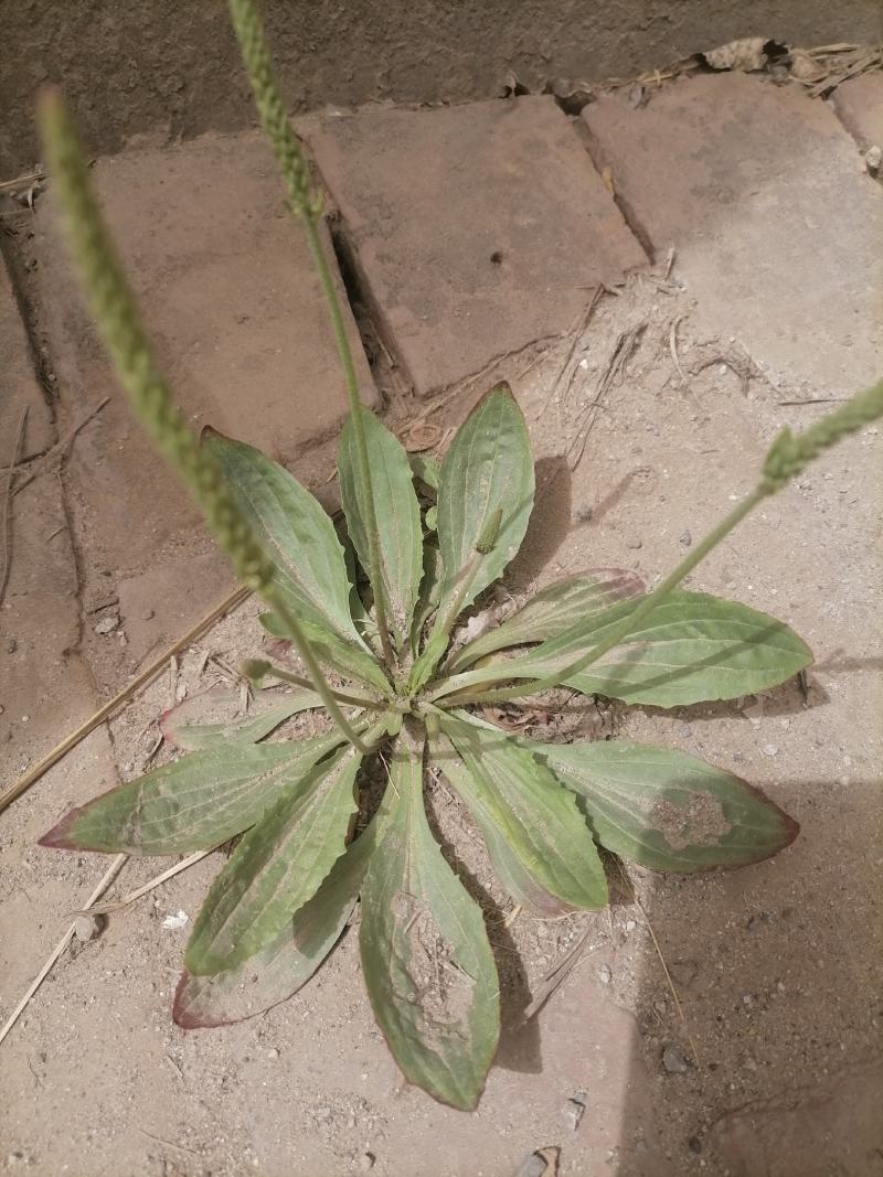 车前草车前子草药大全子类大全