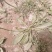 车前草车前子草药大全子类大全