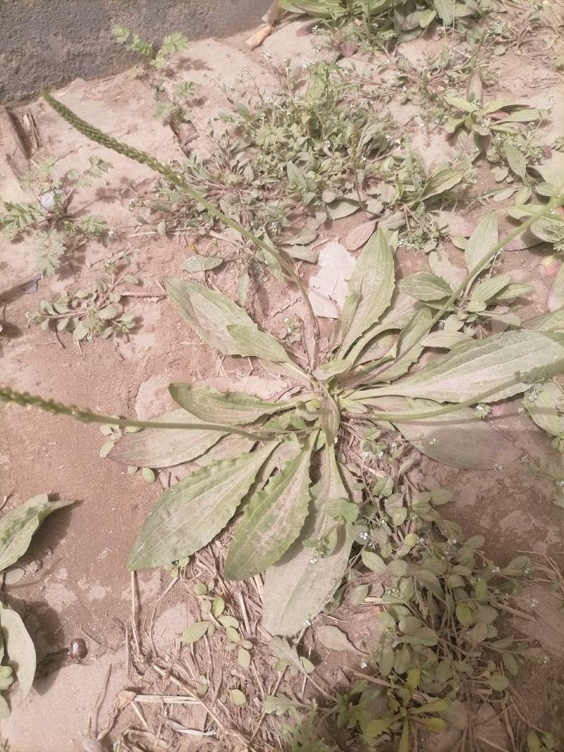 车前草车前子草药大全子类大全