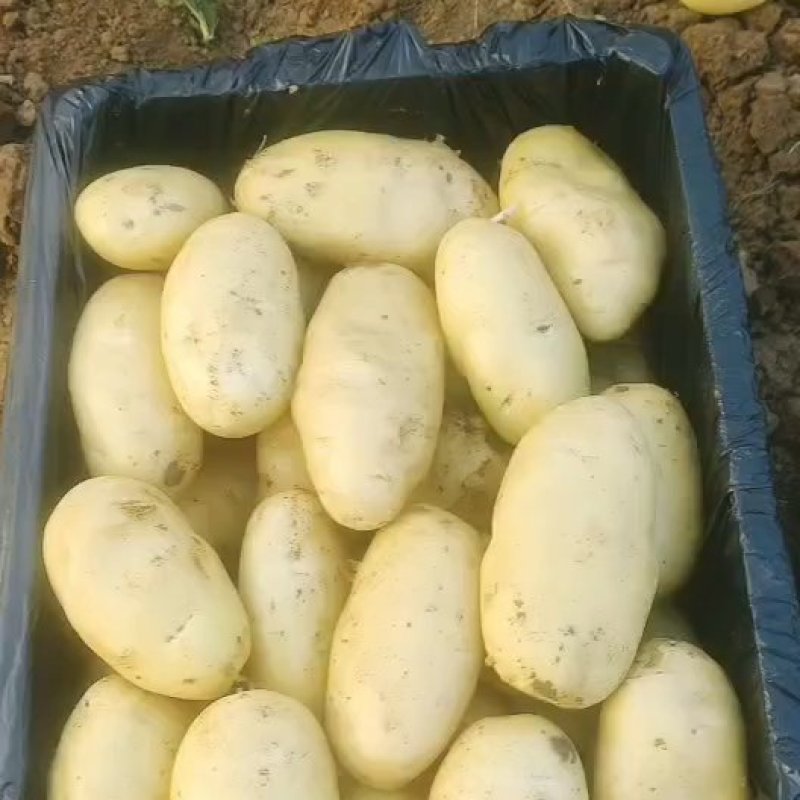 山东肥城荷兰十五土豆装箱，装袋，冷库储存，各种规格包装