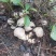 野生甜笋刚上市野生菌还有个把月。