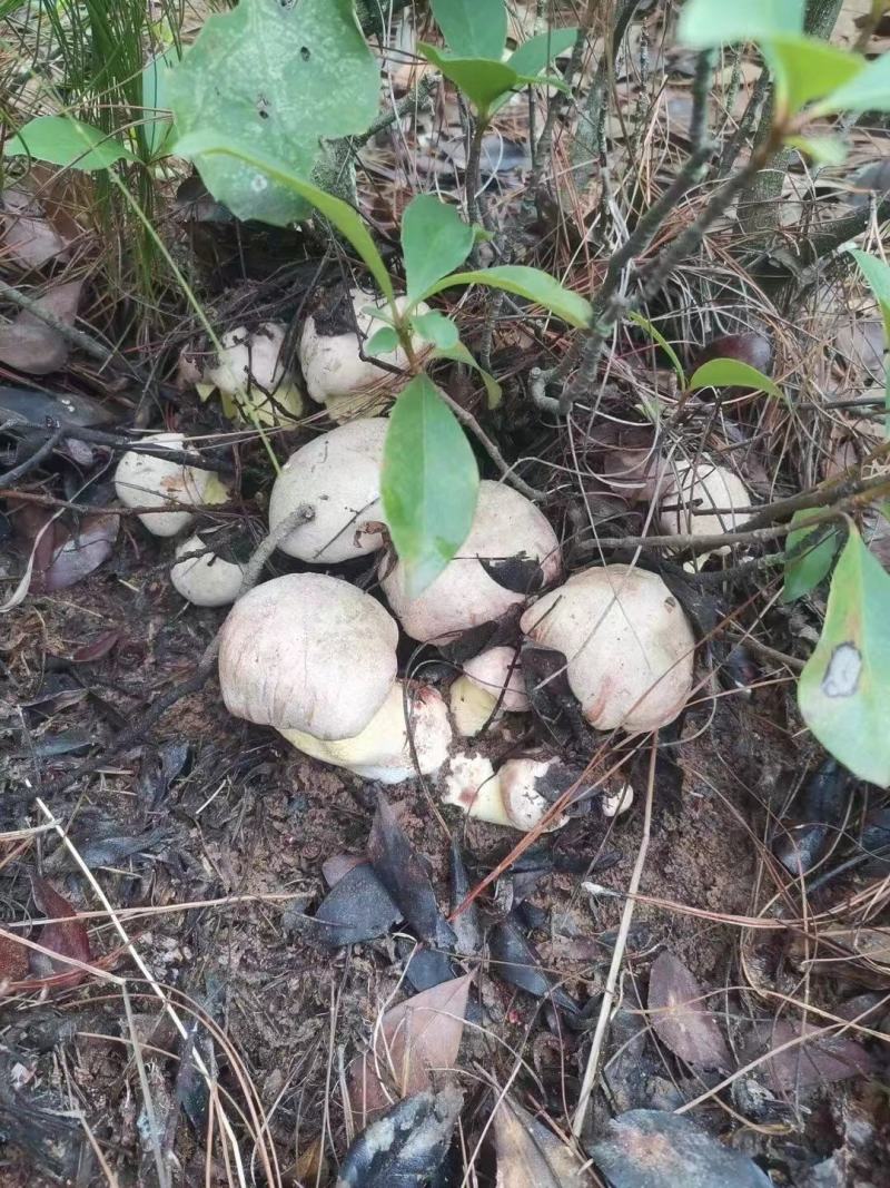 野生甜笋刚上市野生菌还有个把月。