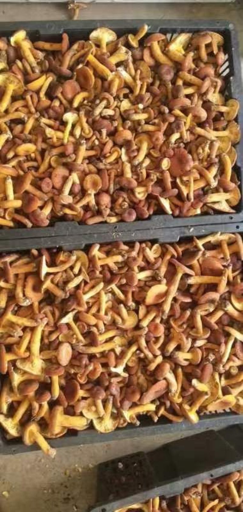 野生甜笋刚上市野生菌还有个把月。