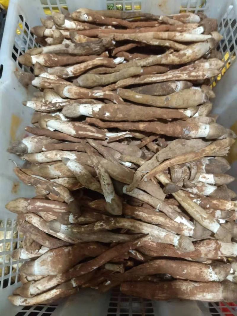 野生甜笋刚上市野生菌还有个把月。