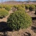 朝鲜黄杨120厘米精品球