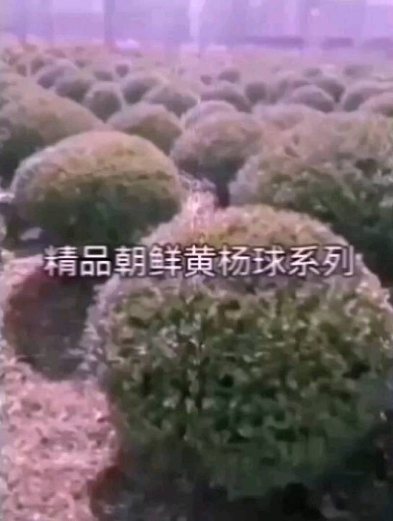 朝鲜黄杨120厘米精品球