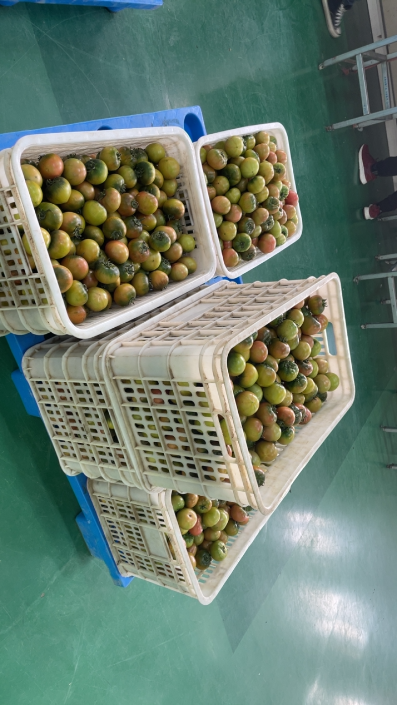 盘锦碱地柿子