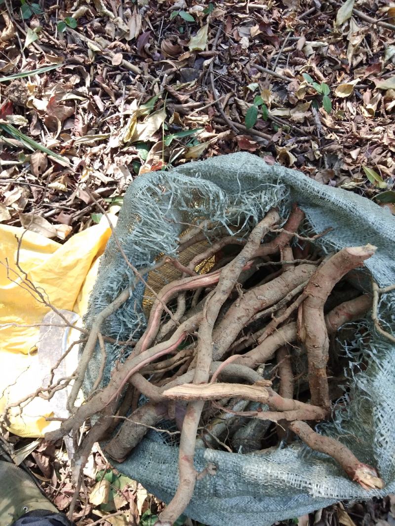 江西双钩藤钩藤根晒干500g