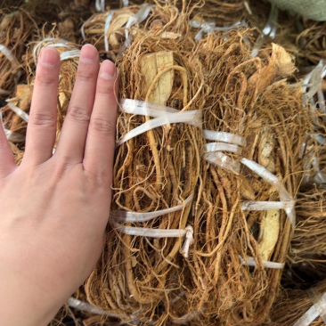 广东河源本地种植扎把五指毛桃，足干，无硫，实惠