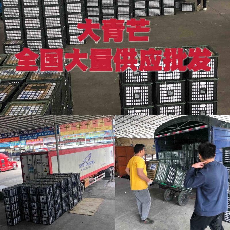 大青芒大量批发产地直供全国供应一首货源60斤/件