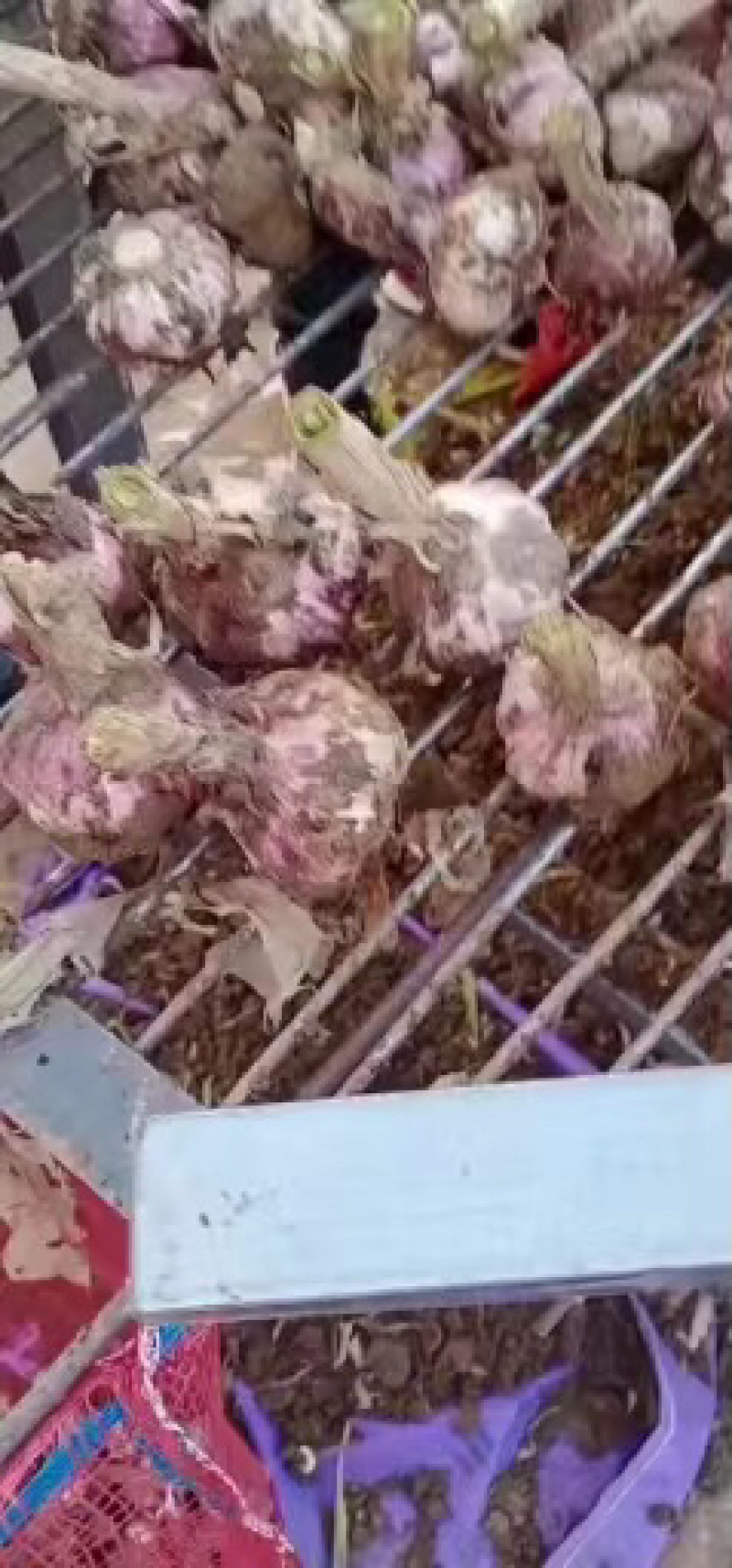 精品大蒜把子蒜河南大蒜产地直发欢迎咨询