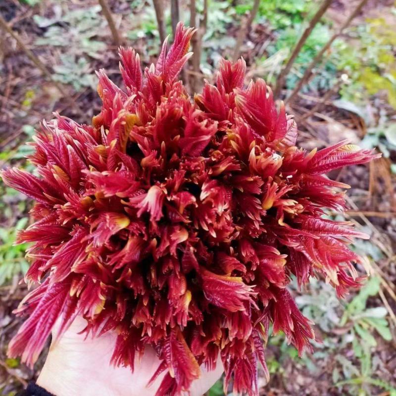 河北省秦皇岛市香椿芽上市了