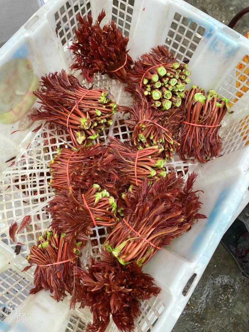河北省秦皇岛市香椿芽上市了