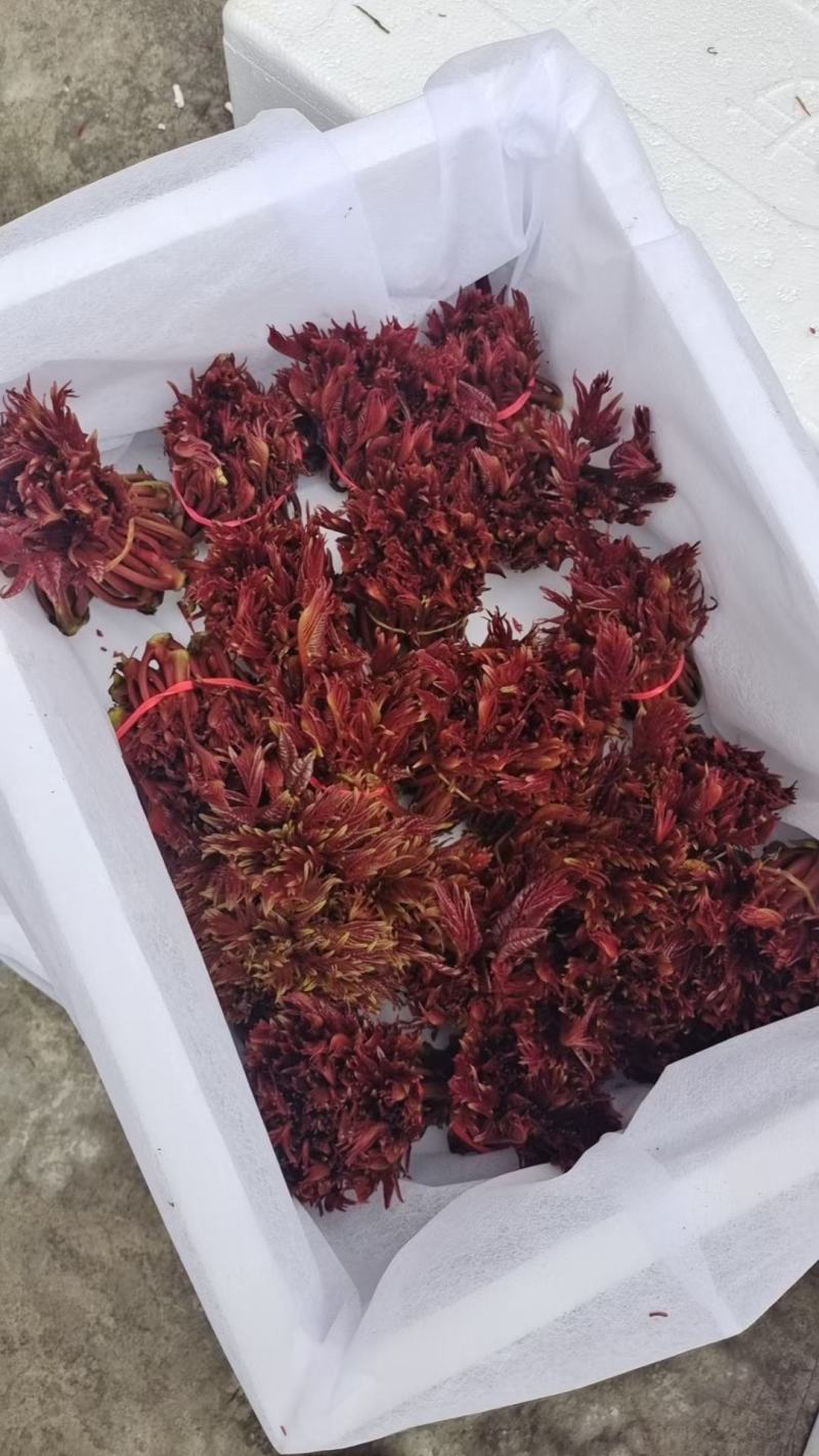 河北省秦皇岛市香椿芽上市了
