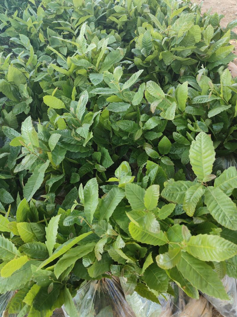 板栗苗，自产自销大量供应现货，欢迎各位老总来电咨询。