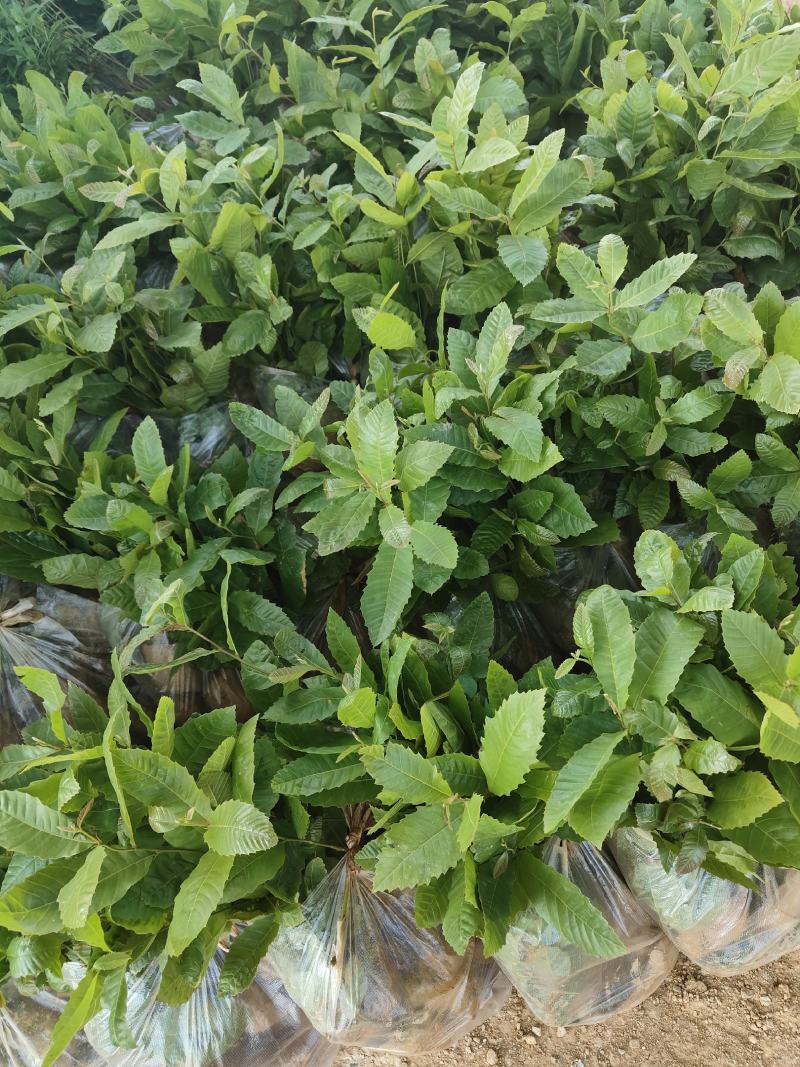 板栗苗，自产自销大量供应现货，欢迎各位老总来电咨询。