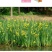 黄菖蒲苗黄花鸢尾苗水生鸢尾湿地河道公园绿化造景花卉湿生