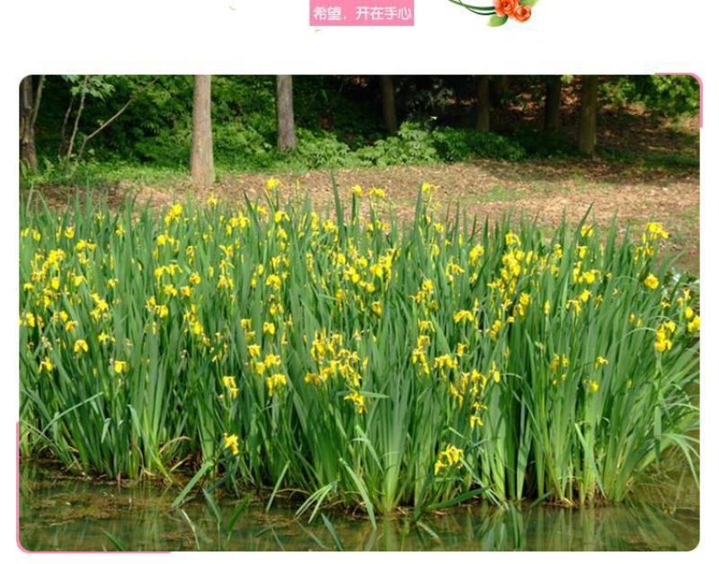 黄菖蒲苗黄花鸢尾苗水生鸢尾湿地河道公园绿化造景花卉湿生