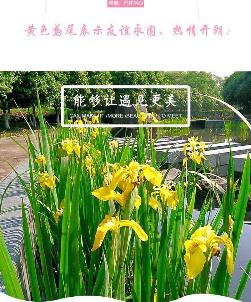 黄菖蒲苗黄花鸢尾苗水生鸢尾湿地河道公园绿化造景花卉湿生