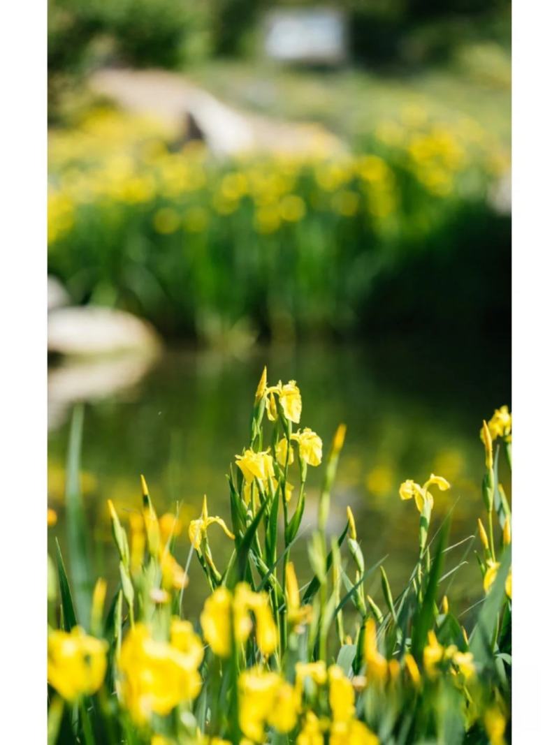 黄菖蒲苗黄花鸢尾苗水生鸢尾湿地河道公园绿化造景花卉湿生