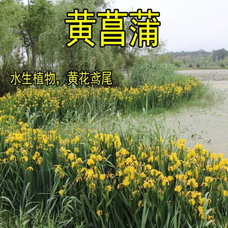黄菖蒲苗黄花鸢尾苗水生鸢尾湿地河道公园绿化造景花卉湿生