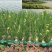 黄菖蒲苗黄花鸢尾苗水生鸢尾湿地河道公园绿化造景花卉湿生