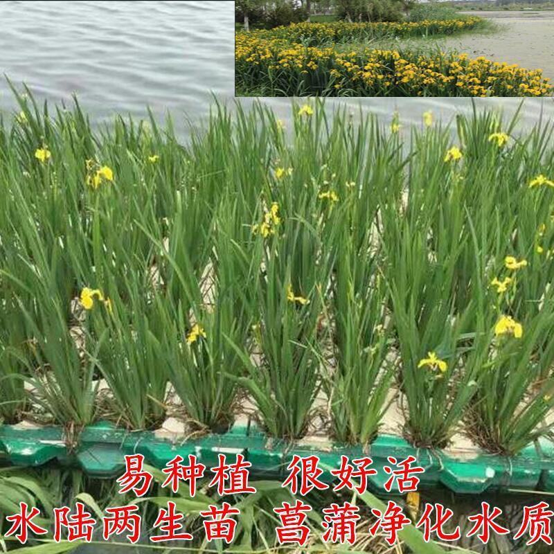 黄菖蒲苗黄花鸢尾苗水生鸢尾湿地河道公园绿化造景花卉湿生