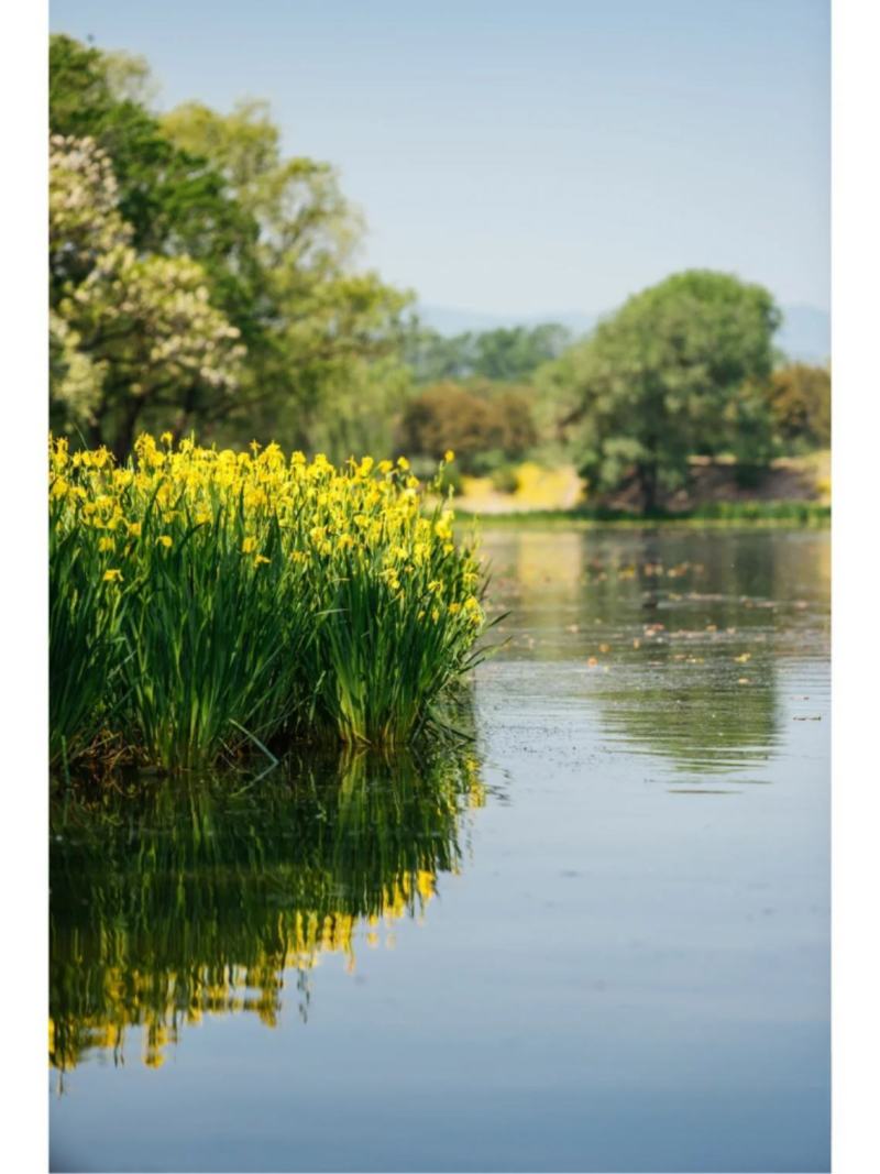 黄菖蒲苗黄花鸢尾苗水生鸢尾湿地河道公园绿化造景花卉湿生