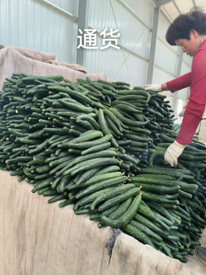 河北邯郸密刺黄瓜产地直发一手货源批发品质保证价格优惠