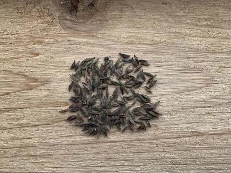 山桃草花种子多年生紫叶千鸟花种子四季庭院盆栽阳台花种籽子