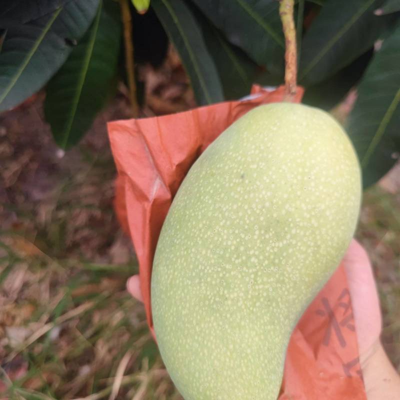 金煌芒，细皮光滑，三亚崖州区。个头大个！