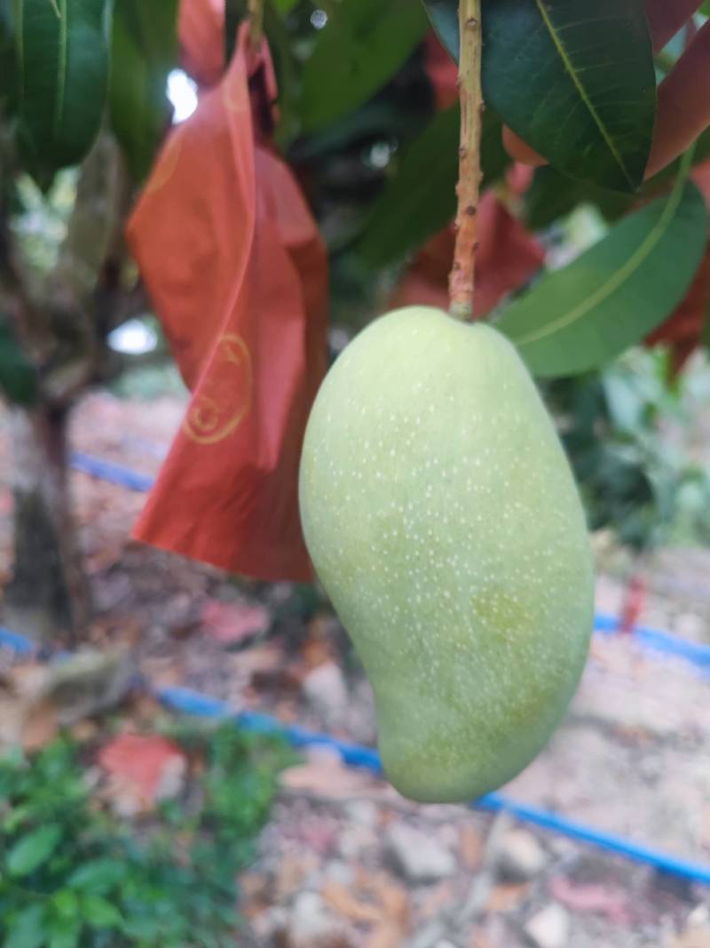 金煌芒，细皮光滑，三亚崖州区。个头大个！