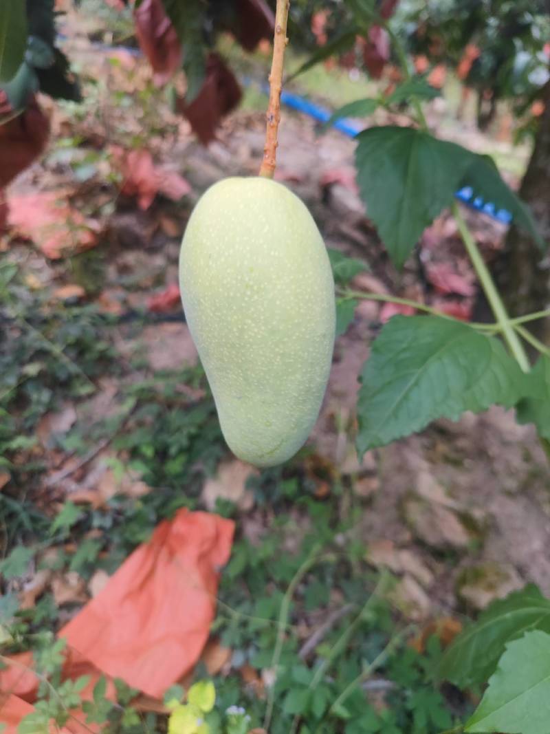 金煌芒，细皮光滑，三亚崖州区。个头大个！