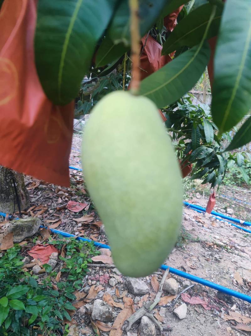 金煌芒，细皮光滑，三亚崖州区。个头大个！