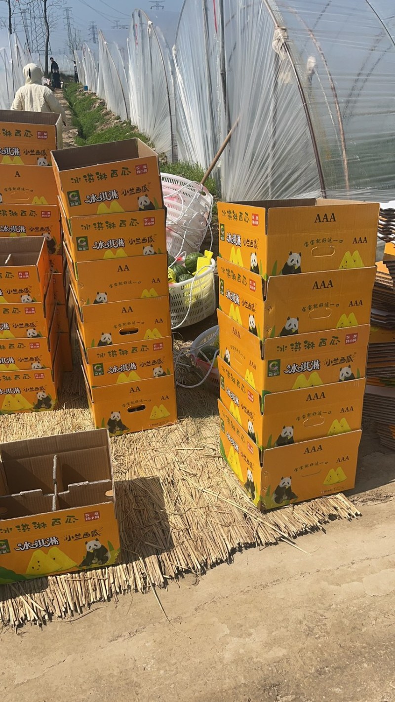 东台特小凤