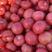 硬粉西红柿，大棚种植面积千万亩，供应各大超市电商