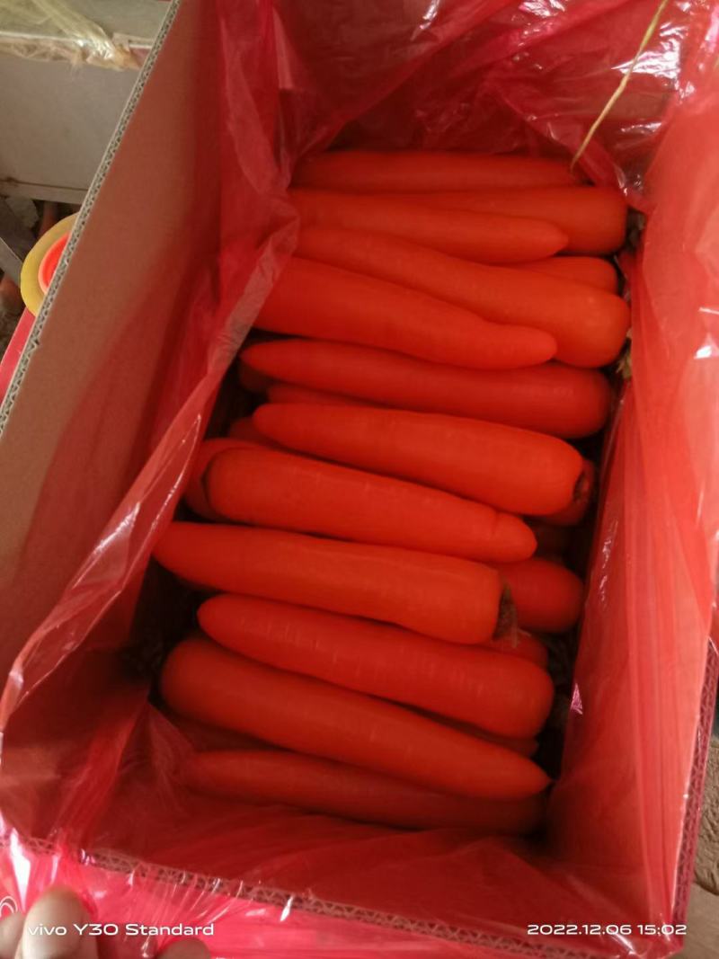 河北邯郸胡萝卜原产地发货一手货源批发品质保证价格美丽！