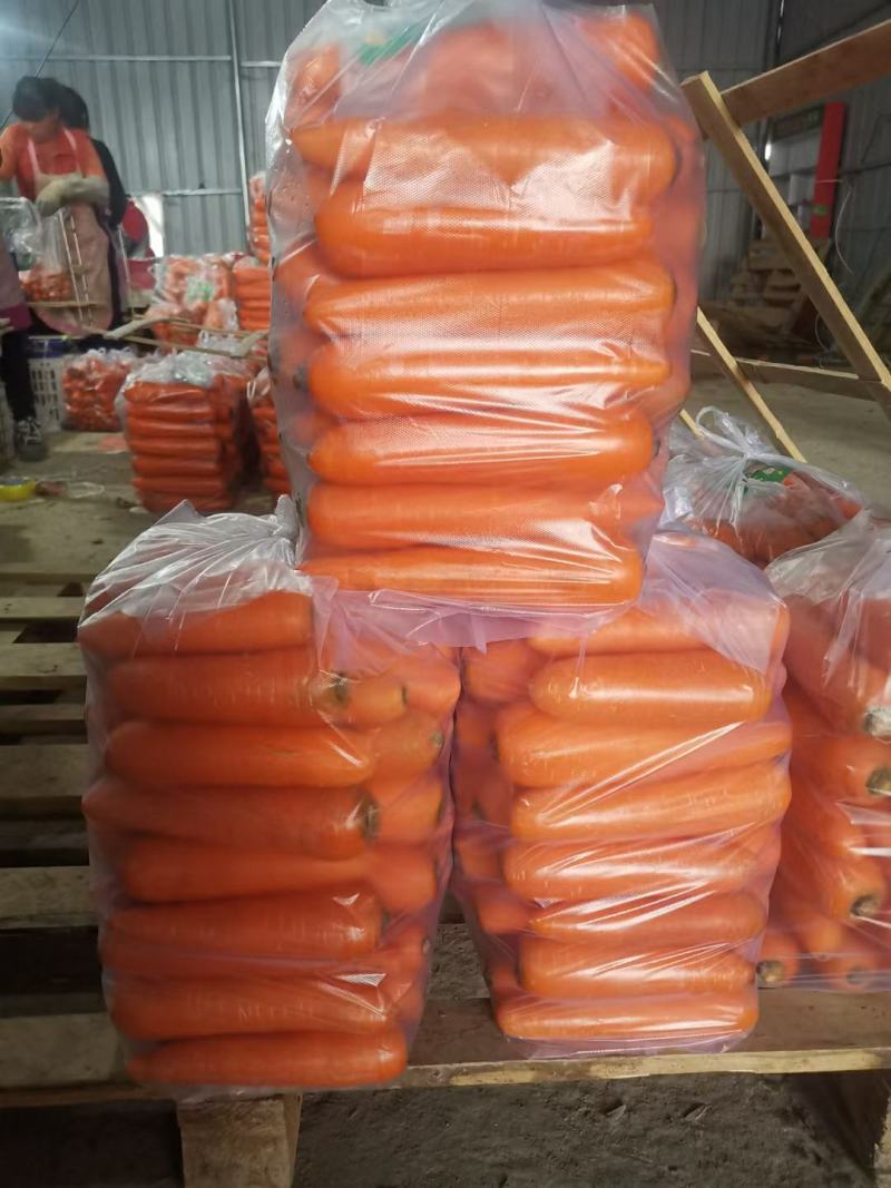 河北邯郸胡萝卜原产地发货一手货源批发品质保证价格美丽！